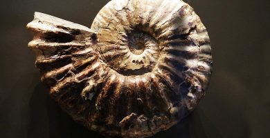 fosil amonites