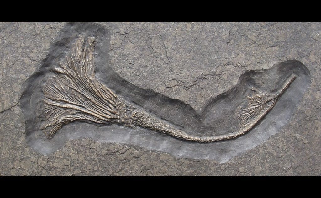 fosil crinoideo