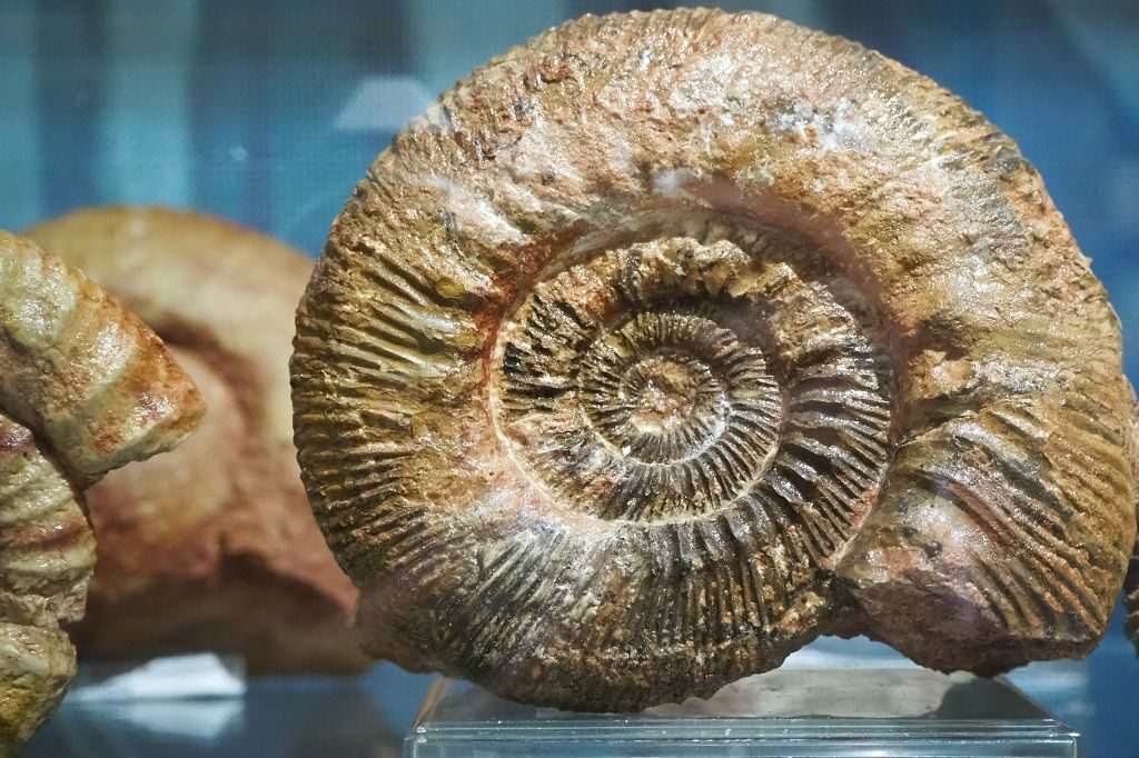 coleccion fosiles amonites